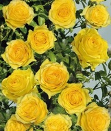 Róża pnąca żółta Golden Climber pachnąca, obficie kwitnie sadzonka 3L