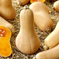 Dynia piżmowa Butternut - PYSZNA, ŚWIEŻE NASIONA