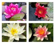 Zestaw MIX 4 lilii wodnych Miniaturek Cudo Kwiaty