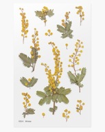 Nálepky ozdobné kvety Mimoza