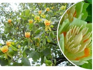 TULIPANOWIEC 'Liriodendron'