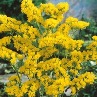 Zatrwian wrębny żółty- doskonałe kwiaty na suche bukiety Oryginalne NASIONA