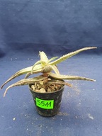 Aloe hybrid 5511p - PS1607S