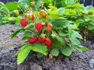 JAHODA RUGIA (FRAGARIA VESCA VAR. HORTENSIS)