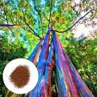 Semená dúhového eukalyptu Eucalyptus Deglupta 10 semien