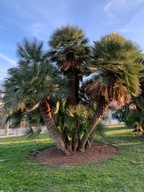 Palma Mrozoodoporna Chamaerops Humilis 50 nasion