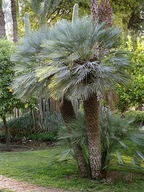 Nasiona palmy Chamaerops humilis cerifera 10 szt