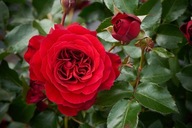 Róża Pnąca FARRUCA Krwisto Czerwona DONICZKA C5