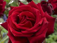 Ruža "rosa" veľkokvetá Mr. Lincoln- č. 1385a