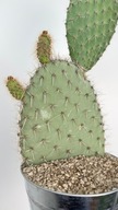 Opuncja | Piękny Kaktus do Twojego Domu!