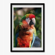 Foto obraz v ráme na stenu Papagáj vták 50x70 cm