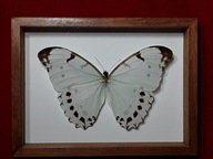 Motyl w ramce 20 x 15 cm . Morpho luna -150 mm . Meksyk .