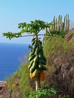 3x Semená Papai Carica papaya Papája melón pravý Ovocné rastliny