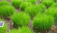 Turzyca palmowa 'Little Midge' Carex SADZONKA P9