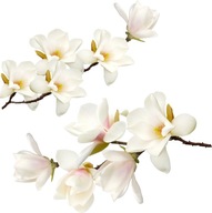 Naklejki na ścianę meble kwiaty Biała magnolia, krzew magnolii