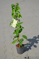 Aktinidia ostrolistna 'Vitikiwi' 60-80 cm 2L