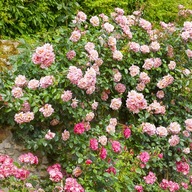 Róża Pnąca Jasnoróżowa sadzonka w balocie