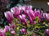 Magnolia Susan Sadzonka