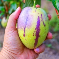 Pepino semená ovocie vytrvalá chuť ananás-mango-hruška BIOSEMENÁ
