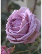 Róża pnąca Indigolette niebiesko-fioletowa /L