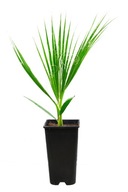 2x Washingtonia Filifera mrazuvzdorná palma 40-60cm