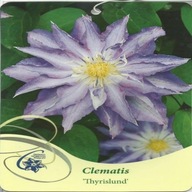 Clematis THYRISLUND Clematis - kvetináč 2 litre