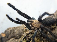 Cyriopagopus sp. Hati Hati L2/3 (SpidersForge)