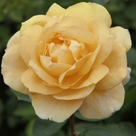 Róża Herbaciana Morelowa sadzonka w balocie