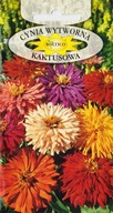 Kaktusová cínia mix.1g 4H63