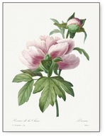Botanika rośliny Vintage DUŻO WZORÓW Plakat 30x40cm owoce kwiaty obraz #357