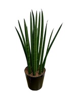 Sansewieria cylindryczna (Sansevieria cylindrica) 40 cm