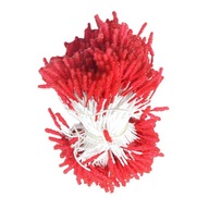 300 szt. Pręcików kwiatowych Perłowe podwójne główki do rękodzieła Foamiran Kwiat Czerwony czerwony