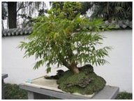 Bambus mrazuvzdorný Phyllostachys Pubescens do - 20 C semená na Bonsai