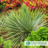 Juka Karolińska Sapphire Skies YUCCA FILAMENTOSA 3L