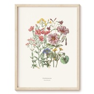 Plakat Botanical Garden - Goryczkowate - 13x18 cm