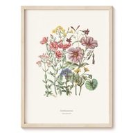 Plakat Botanical Garden - Goryczkowate - 21x30 cm