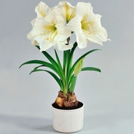 Amarylis Pełny Biały z dużym kwiatem Piękna Odmiana Sadzonki w Doniczce P12