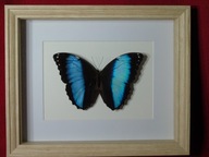 Motyl w ramce / gablotce 27 x 22 cm . Morpho achilles / helenor 140 mm