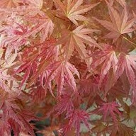 Klon Palmowy japoński Acer palmatum Butterscotch