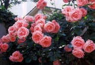Róża pnąca różowa NEW DAWN 724