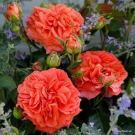 Róża rabatowa - Orangerie ADR POMARAŃCZOWA KORDES DONICZKA 4L