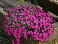 SZEGFŰSZEG RÓZSASZÍN 0,2g TORAF