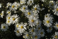 Aster krzaczasty biały Aster dumosus white