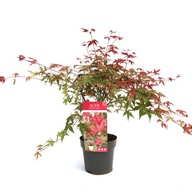 Klon palmowy Acer palmatum 'Beni-maiko' 60cm+