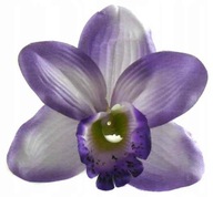 Storczyk cymbidium główka Kwiat Violet