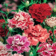 Goździk Pierzasty Mieszanka - Spring Beauty nasiona kwiatów goździk