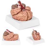 Model anatomiczny ludzkiego mózgu przekrój mózg ludzki człowieka 9 elem. sk