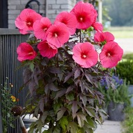 Hibiscus moscheutos Hibiskus Bagienny Różowy