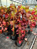 Vitis - Hrozno a hrozno BOSKOOP GLORY