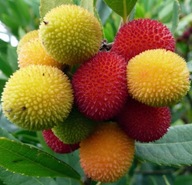 Eperfa ehető gyümölcsökkel (Arbutus Unedo) 10 mag a kertbe